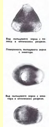 Арония черноплодная (Aronia melanocarpa (Michx) Elliot) - пыльцевые зерна Арония черноплодная (Aronia melanocarpa (Michx) Elliot) - пыльцевые зерна